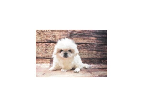 Pekingese DOG Male Cream 5412 Petland San Antonio, TX