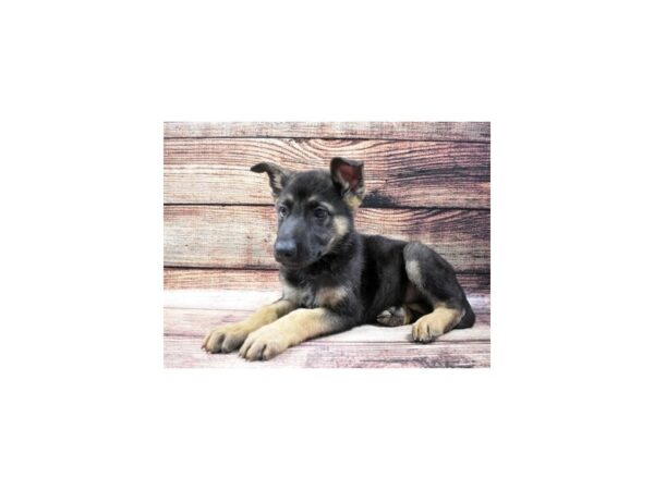 German Shepherd DOG Male Black &  Tan 8547 Petland San Antonio, TX