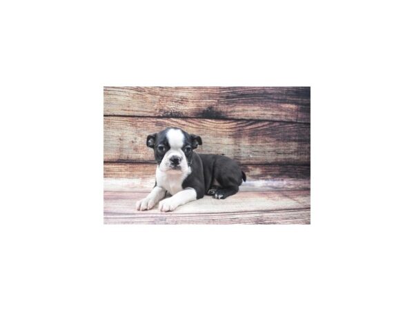 Boston Terrier DOG Female Black and White 5410 Petland San Antonio, TX