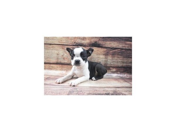 Boston Terrier-DOG-Male-Black and White-5409-Petland San Antonio, TX