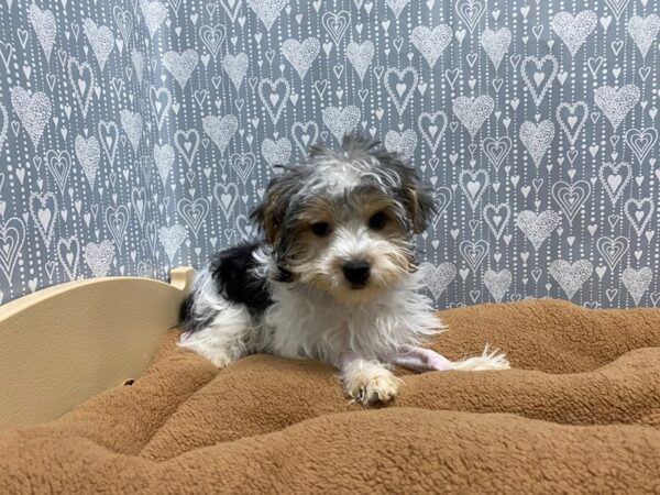 Yorkshire Terrier DOG Male Black Tan and White 5329 Petland San Antonio, TX