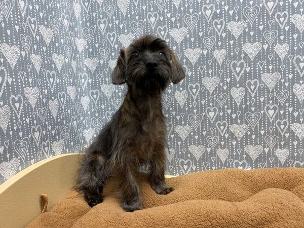 Yorkshi-DOG-Female-brdl-5331-Petland San Antonio, TX