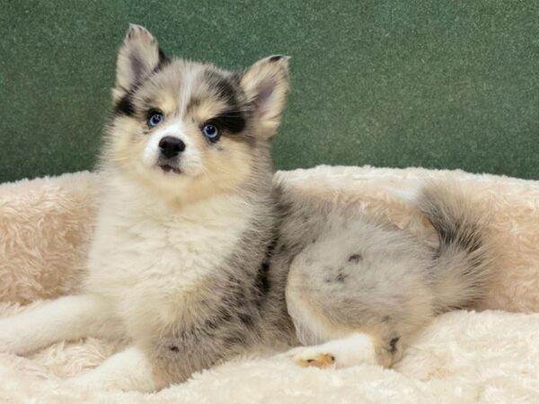 Pomsky DOG Female Blue Merle 8539 Petland San Antonio, TX