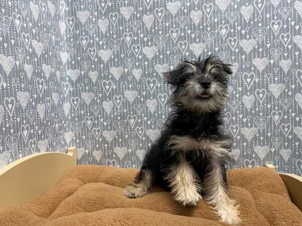 Schnoodle DOG Female tri 5362 Petland San Antonio, TX