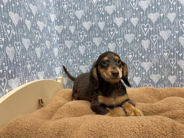 Dachshund DOG Male choc tn 5414 Petland San Antonio, TX