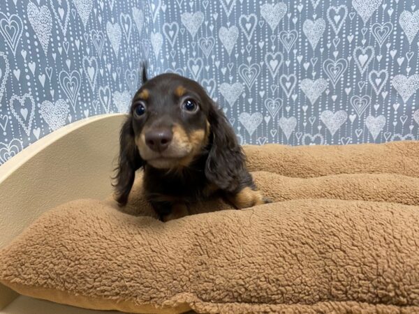 Dachshund DOG Male choc tn 5415 Petland San Antonio, TX