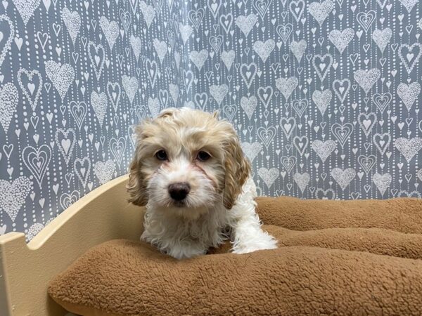 Cockapoo DOG Male buff wht 5416 Petland San Antonio, TX