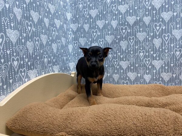 Miniature Pinscher-DOG-Male-blk tn-5417-Petland San Antonio, TX