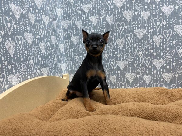 Miniature Pinscher-DOG-Female-blk tn-5418-Petland San Antonio, TX