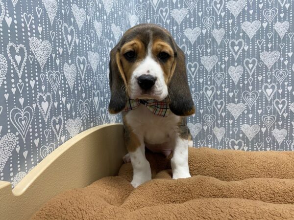 Beagle DOG Male tri 5419 Petland San Antonio, TX