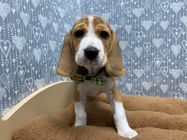 Beagle-DOG-Male-tri-5420-Petland San Antonio, TX