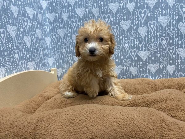 Bichapoo DOG Male Red 5421 Petland San Antonio, TX