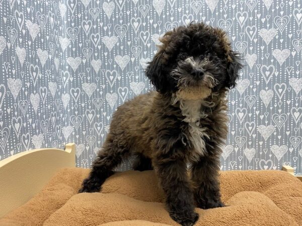 Bichapoo DOG Male brdl 5422 Petland San Antonio, TX