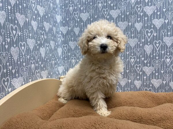 Bichapoo DOG Male cr 5423 Petland San Antonio, TX