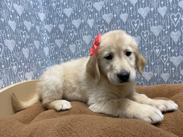 Golden Retriever DOG Female cr 5424 Petland San Antonio, TX