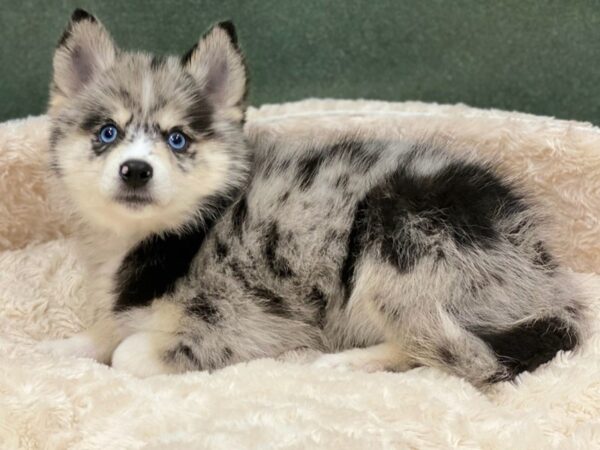 Pomsky DOG Male Blue Merle 8540 Petland San Antonio, TX