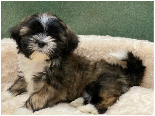 Shih Tzu-DOG-Male-Brindle & White-8541-Petland San Antonio, TX