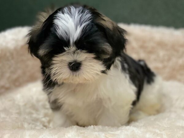 Shih Tzu DOG Female White & Brindle 8542 Petland San Antonio, TX