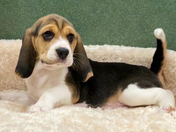 Beagle DOG Male Black White & Tan 8543 Petland San Antonio, TX