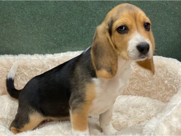 Beagle-DOG-Female-Black White & Tan-8544-Petland San Antonio, TX