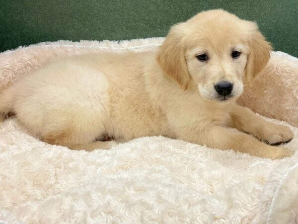 Golden Retriever DOG Female Golden 8548 Petland San Antonio, TX