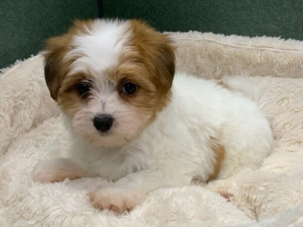 Papitese DOG Male White Brown & Black 8545 Petland San Antonio, TX