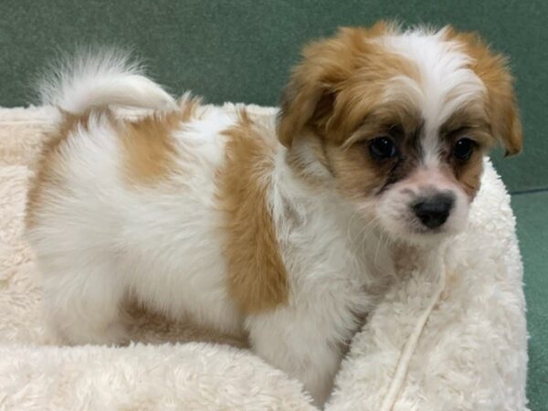 Papitese DOG Male White Brown & Black 8546 Petland San Antonio, TX