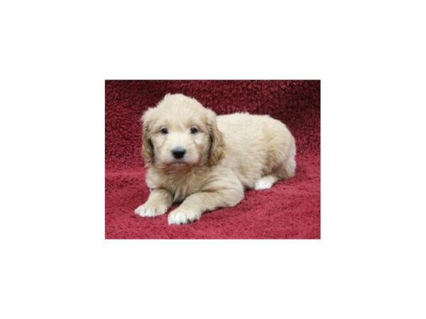 Miniature Goldendoodle DOG Male Golden 8537 Petland San Antonio, TX