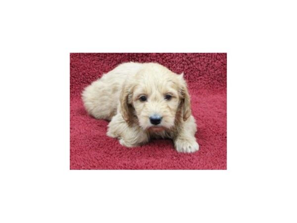 Miniature Goldendoodle DOG Female Golden 8538 Petland San Antonio, TX