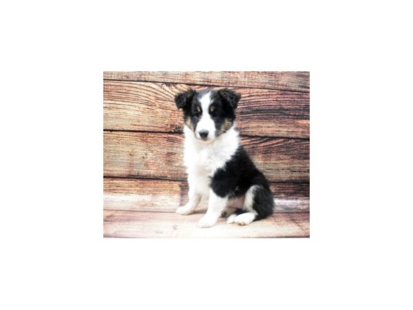 Shetland Sheepdog DOG Female tri 5431 Petland San Antonio, TX