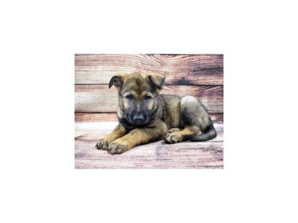 German Shepherd DOG Male sable 5430 Petland San Antonio, TX