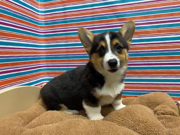 Pembroke Welsh Corgi DOG Male tri 5429 Petland San Antonio, TX