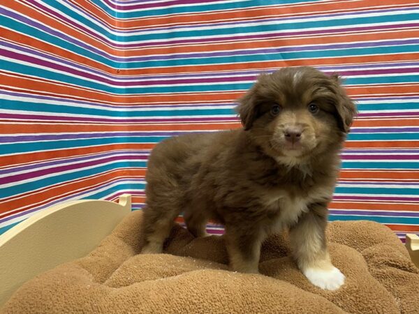 Australian Shepherd-DOG-Female-rd, wh mkgs tn pts-5427-Petland San Antonio, TX