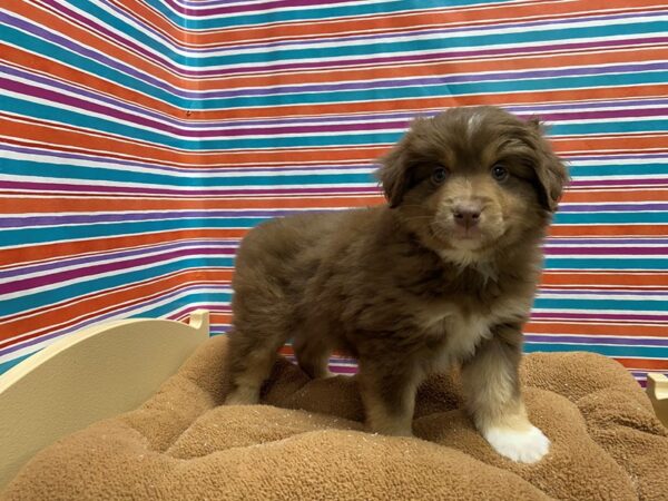 Australian Shepherd DOG Female rd, wh mkgs tn pts 5427 Petland San Antonio, TX