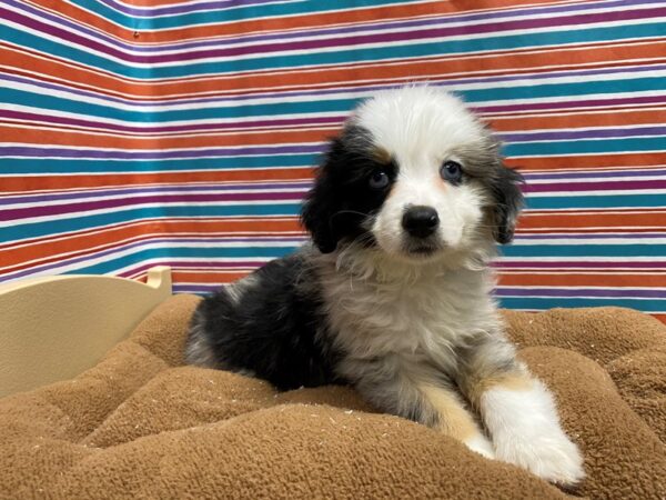 Australian Shepherd DOG Male bl mrl, wh mkgs tn pts 5426 Petland San Antonio, TX