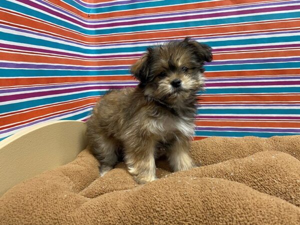 Shiranian-DOG-Male-gld, wh mkgs-5425-Petland San Antonio, TX