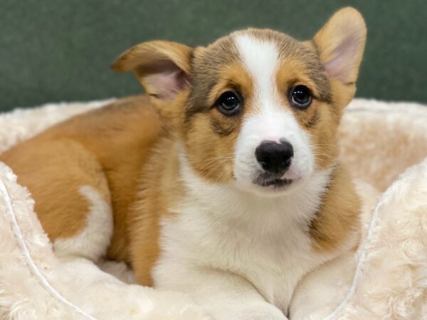 Pembroke Welsh Corgi-DOG-Male-Red & White-8549-Petland San Antonio, TX