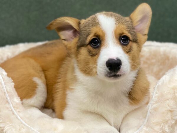 Pembroke Welsh Corgi DOG Male Red & White 8549 Petland San Antonio, TX