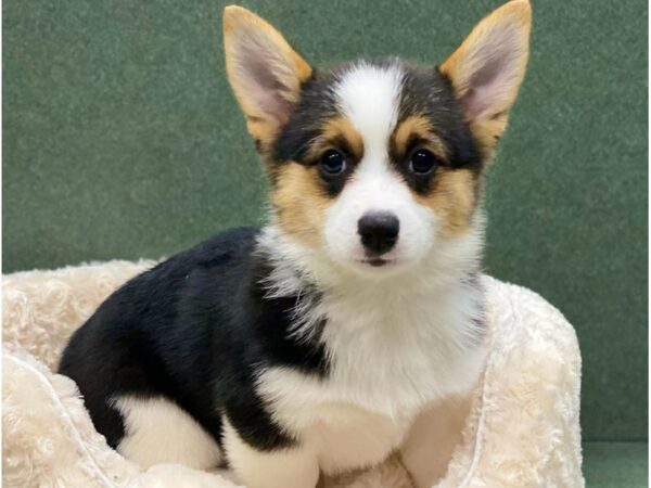 Pembroke Welsh Corgi DOG Female Black White & Tan 8550 Petland San Antonio, TX