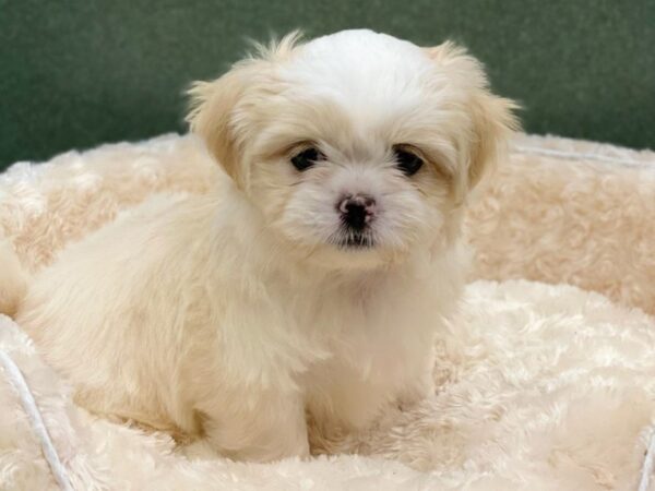 Shih Tzu DOG Male White & Lemon 8551 Petland San Antonio, TX