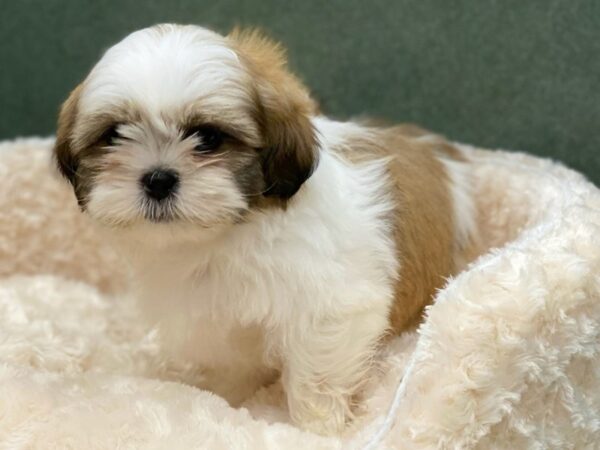 Shih Tzu DOG Male White & Sable 8552 Petland San Antonio, TX