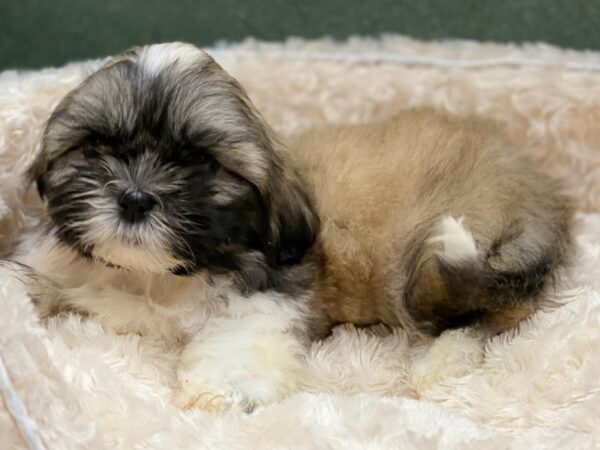 Shih Tzu DOG Male Sable & White 8553 Petland San Antonio, TX