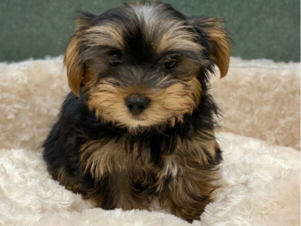 Yorkshire Terrier DOG Male Black & Tan 8556 Petland San Antonio, TX