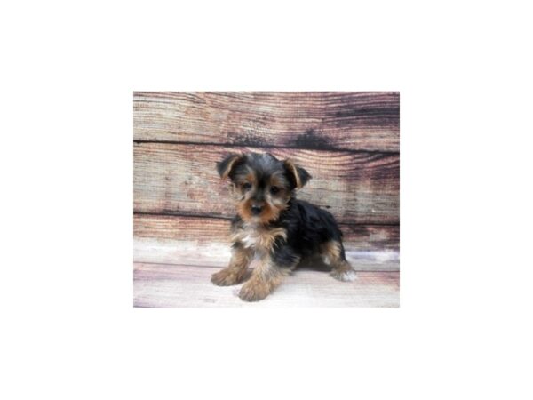 Yorkshire Terrier DOG Male Black and Gold 5435 Petland San Antonio, TX