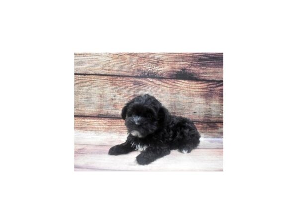 Morkie DOG Female Black 5433 Petland San Antonio, TX