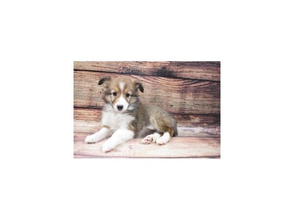 Shetland Sheepdog DOG Female Sable and White 5434 Petland San Antonio, TX