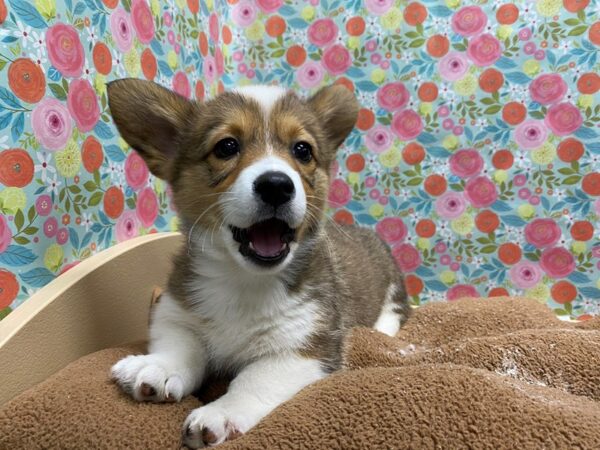 Pembroke Welsh Corgi DOG Female sbl & wh 5440 Petland San Antonio, TX