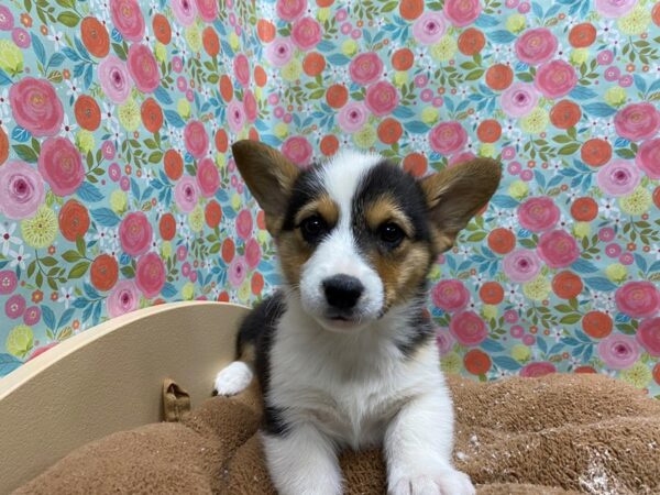 Pembroke Welsh Corgi-DOG-Male-tri-5439-Petland San Antonio, TX
