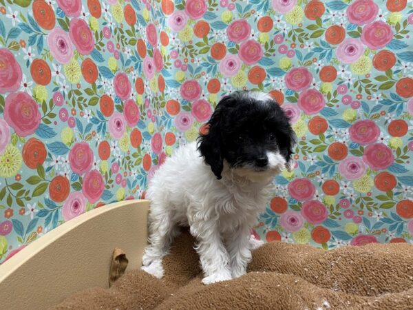 Mini Goldendoodle 2nd Gen DOG Female wh & blk parti 5438 Petland San Antonio, TX