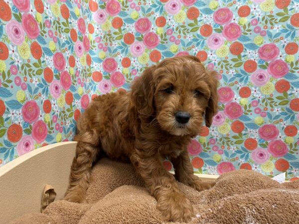 Mini Goldendoodle DOG Male rd, wh mkgs 5437 Petland San Antonio, TX